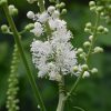 Black Cohosh Flower Essence 1/2 oz. bottle with dropper