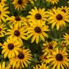 Black Eyed Susan Flower Essence 1/2 oz. bottle with dropper