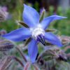 Borage Flower Essence  1/2 oz. bottle with dropper