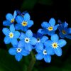Forget-Me-Not Flower Essence  1/2 oz. bottle with dropper