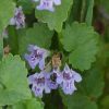 Ground Ivy Flower Essence 1/2 oz bottle with dropper