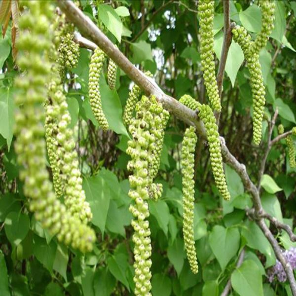 Hornbeam Flower Essence  1/2 oz. bottle with dropper