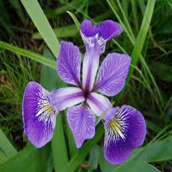Iris Flower Essence  1/2 oz bottle with dropper