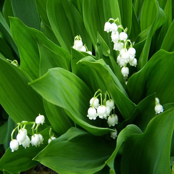 Lily of the Valley Flower Essence  1/2 oz bottle with dropper