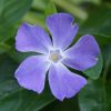 Periwinkle Flower Essence  1/2 oz. bottle with dropper