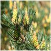 Pine Flower Essence  1/2 oz. bottle with dropper