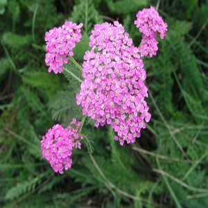 Pink Yarrow Flower Essence 1/2 oz. bottle with dropper – Herbal