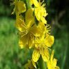 Agrimony Flower Essence   1/2 oz. bottle with dropper