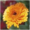 Chrysanthemum Flower Essence 1/2 oz. bottle with dropper