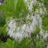 Fringe Tree Flower Essence  1/2 oz. bottle with dropper