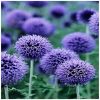 Globe Thistle Flower Essence  1/2 oz. bottle with dropper