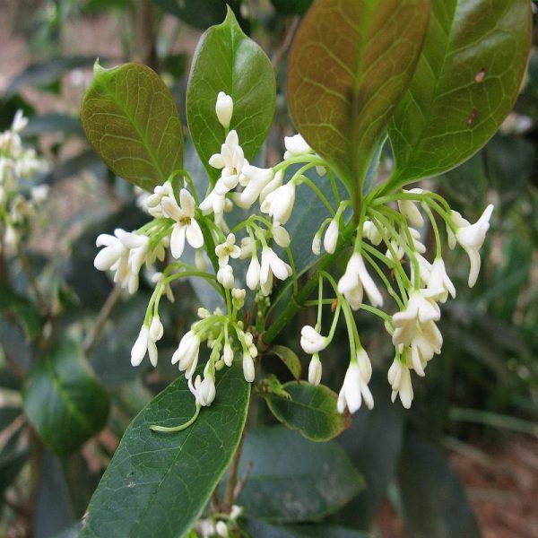 Olive Flower Essence  1/2 oz. bottle with dropper