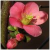 Quince Flower Essence  1/2 oz. bottle with dropper