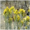 Rabbitbrush Flower Essence  1/2 oz. bottle with dropper