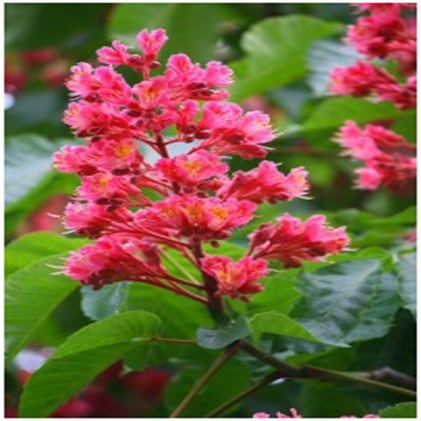 Red Chestnut Flower Essence  1/2 oz. bottle with dropper