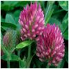 Red Clover Flower Essence  1/2 oz. bottle with dropper