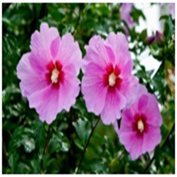 Rose of Sharon Flower Essence  1/2 oz. bottle with dropper