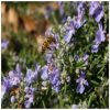 Rosemary Flower Essence  1/2 oz. bottle with dropper