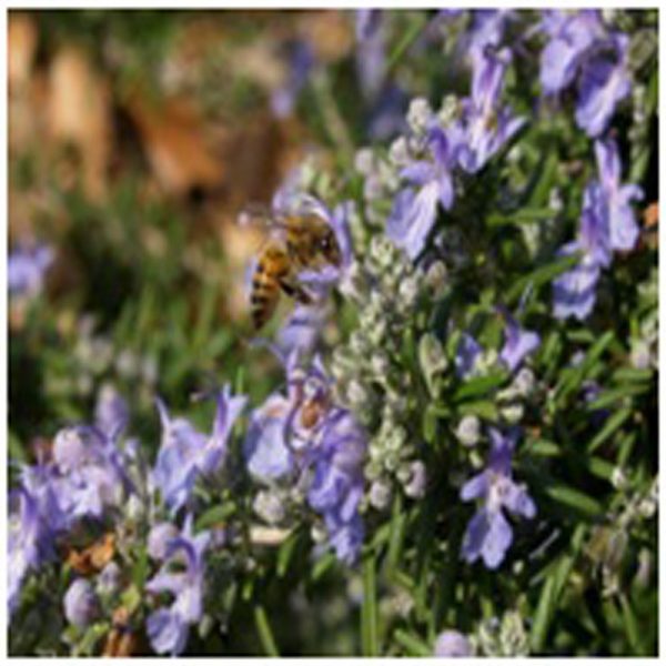 Rosemary Flower Essence  1/2 oz. bottle with dropper