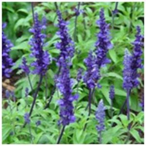 Sage Flower Essence   1/2 oz. bottle with dropper