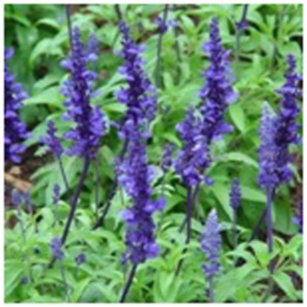 Sage Flower Essence   1/2 oz. bottle with dropper