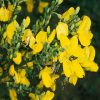 Scotch Broom Flower Essence  1/2 oz. bottle with dropper