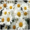 Shasta Daisy Flower Essence  1/2 oz. bottle with dropper