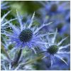 Sea Holly Flower Essence  1/2 oz. bottle with dropper