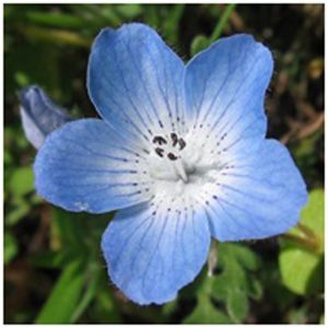 Baby Blue Flower Essence 1/2 oz. bottle with dropper
