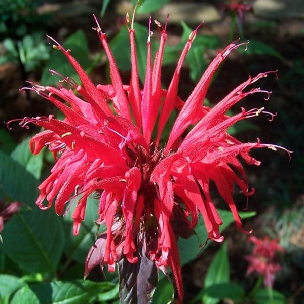 Bee Balm Flower Essence 1/2 oz. bottle with dropper