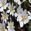 Blood Root Flower Essence  1/2 oz. bottle with dropper