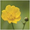 Buttercup Flower Essence  1/2 oz. bottle with dropper