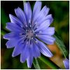 Chicory Flower Essence  1/2 oz. bottle with dropper