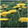 Dandelion Flower Essence  1/2 oz. bottle with dropper