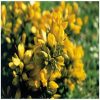 Gorse Flower Essence  1/2 oz. bottle with dropper