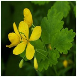 Greater Celandine Flower Essence  1/2 oz. bottle with dropper