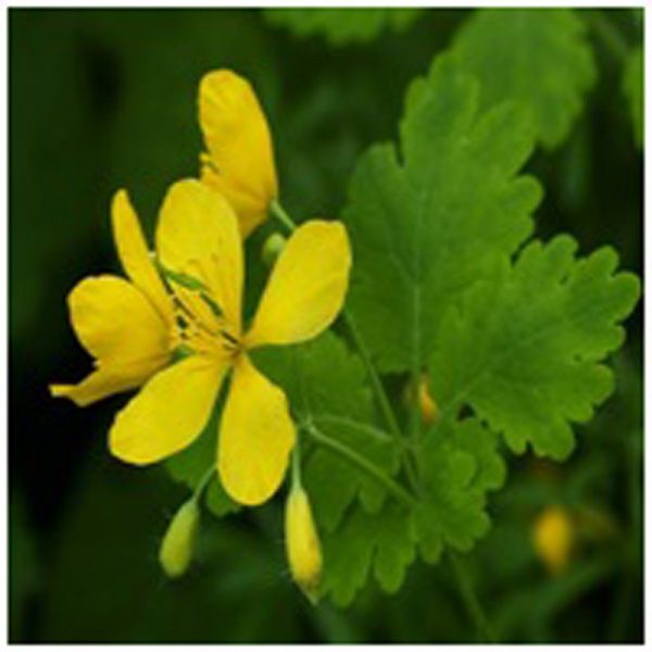 Greater Celandine Flower Essence  1/2 oz. bottle with dropper