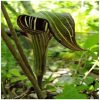 Jack in the Pulpit Flower Essence  1/2 oz. bottle with dropper