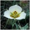 Mariposa Lily Flower Essence  1/2 oz. bottle with dropper