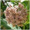 Milkweed Flower Essence  1/2 oz. bottle with dropper