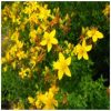 St. John's Wort Flower Essence   1/2 oz. bottle with dropper