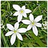 Star of Bethlehem Flower Essence  1/2 oz. bottle with dropper