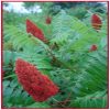 Sumac Flower Essence  1/2 oz. bottle with dropper