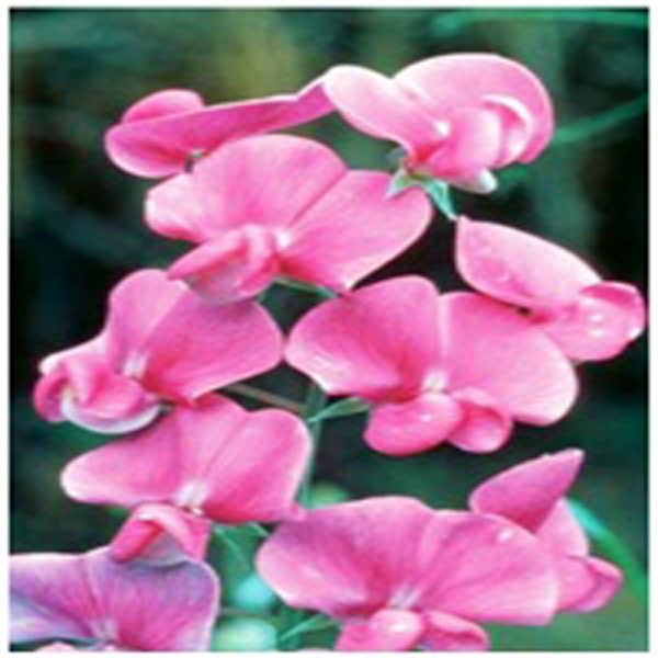 Sweet Pea Flower Essence  1/2 oz. bottle with dropper
