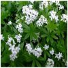 Sweet Woodruff Flower Essence  1/2 oz. bottle with dropper