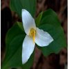 Trillium Flower Essence  1/2 oz. bottle with dropper