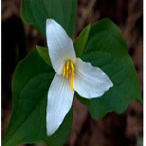 Trillium Flower Essence  1/2 oz. bottle with dropper