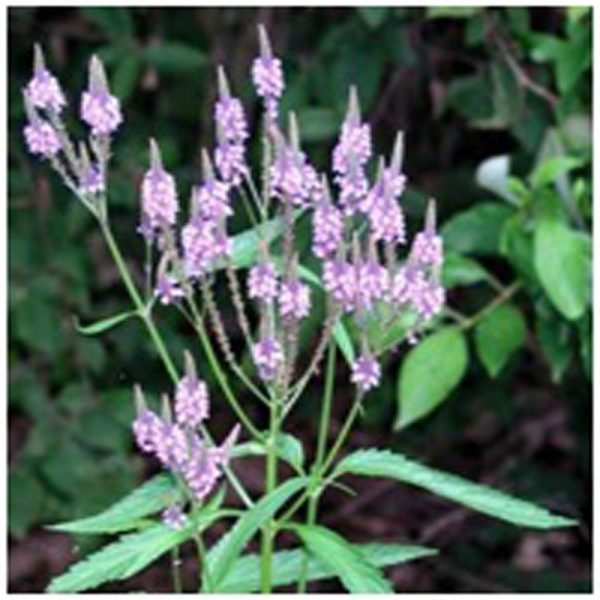 Vervain Flower Essence  1/2 oz. bottle with dropper