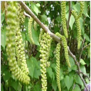 Walnut Flower Essence  1/2 oz. bottle with dropper