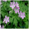 Wild Geranium Flower Essence  1/2 oz. bottle with dropper